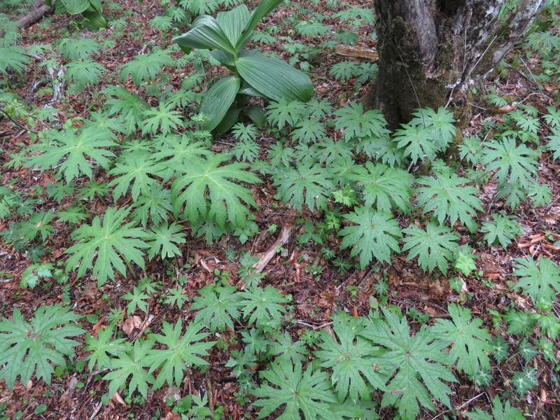 御正体山登山