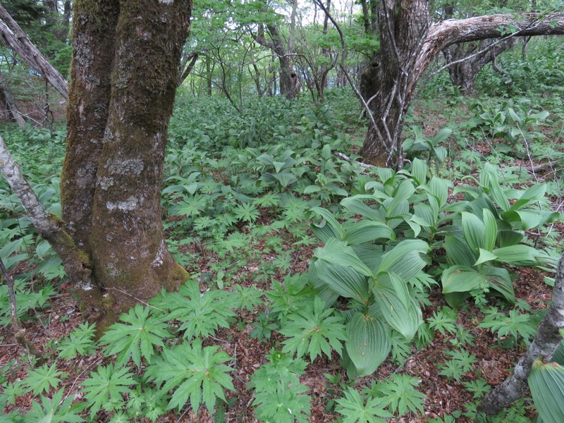 御正体山登山