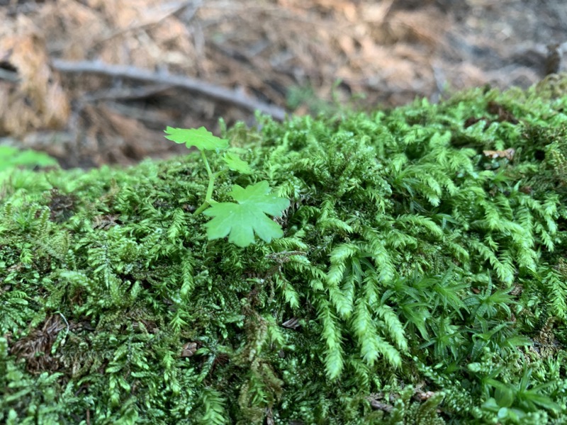 不老山登山