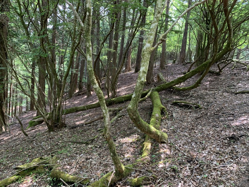 不老山登山