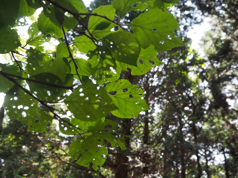 不老山