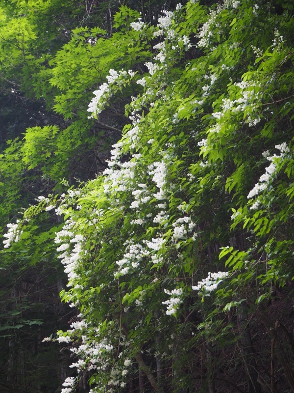 不老山