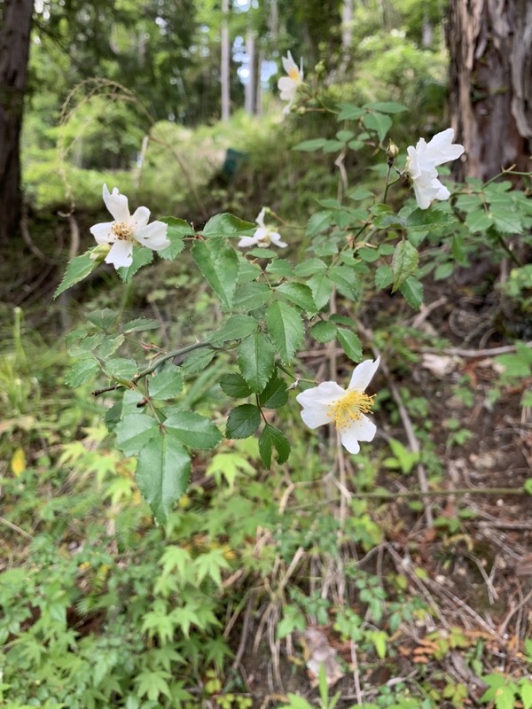 不老山登山