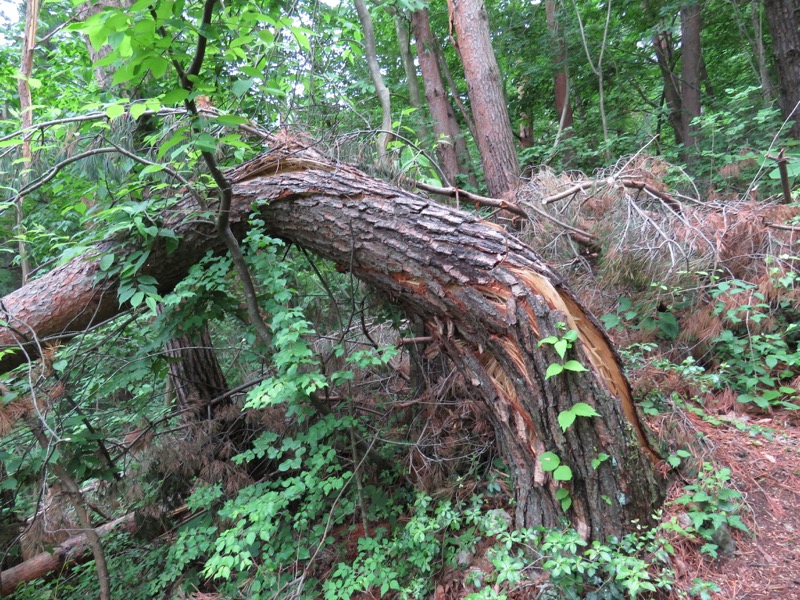 霧訪山登山