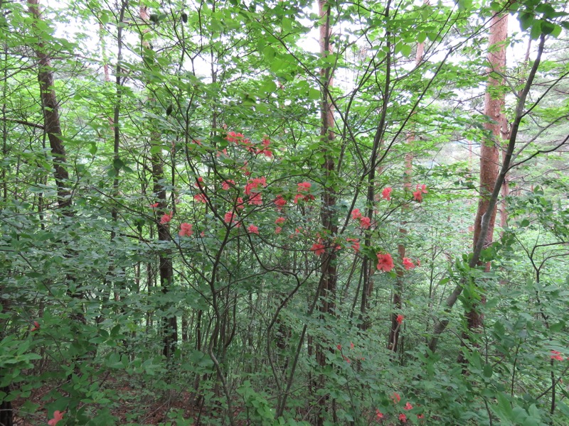 霧訪山登山