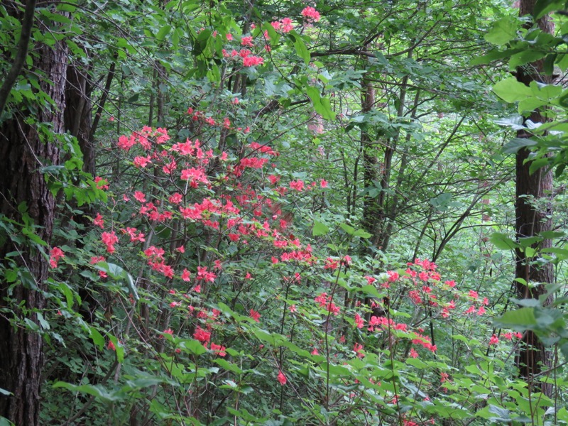 霧訪山登山