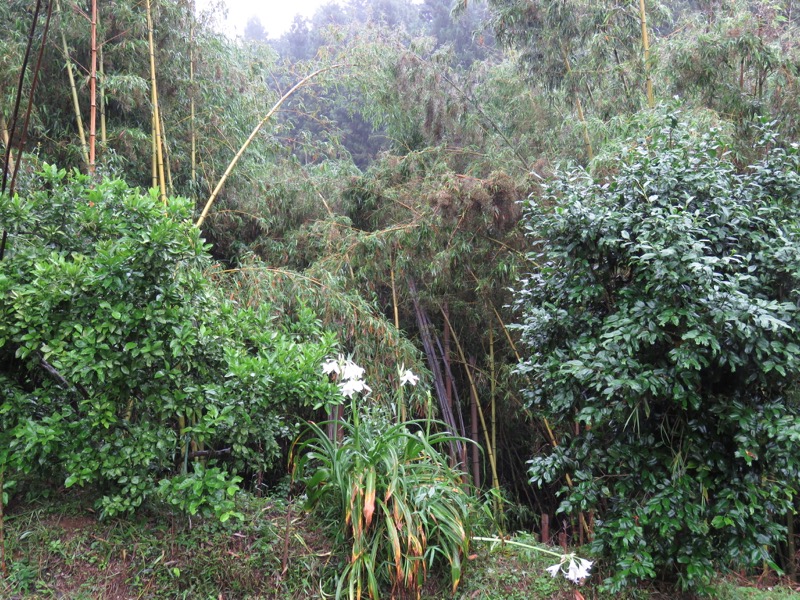 南沢あじさい山登山