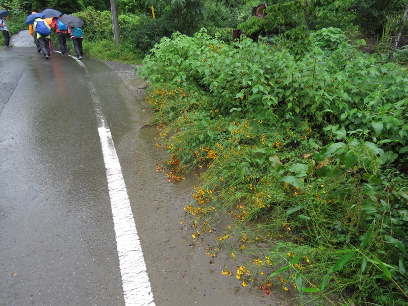 南沢あじさい山登山