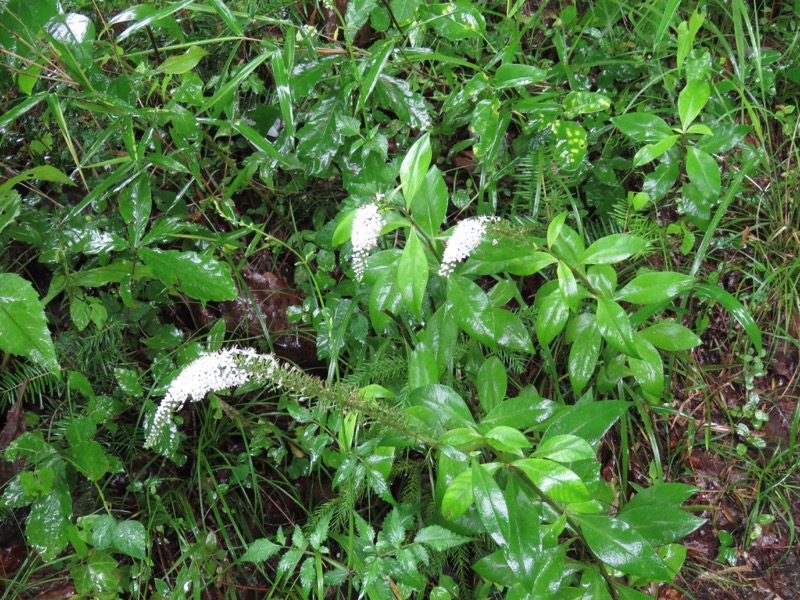 南沢あじさい山登山
