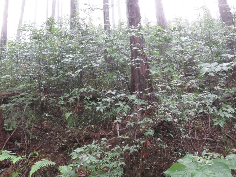 南沢あじさい山登山
