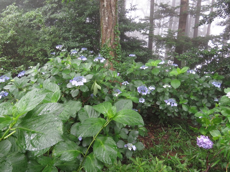 南沢あじさい山登山