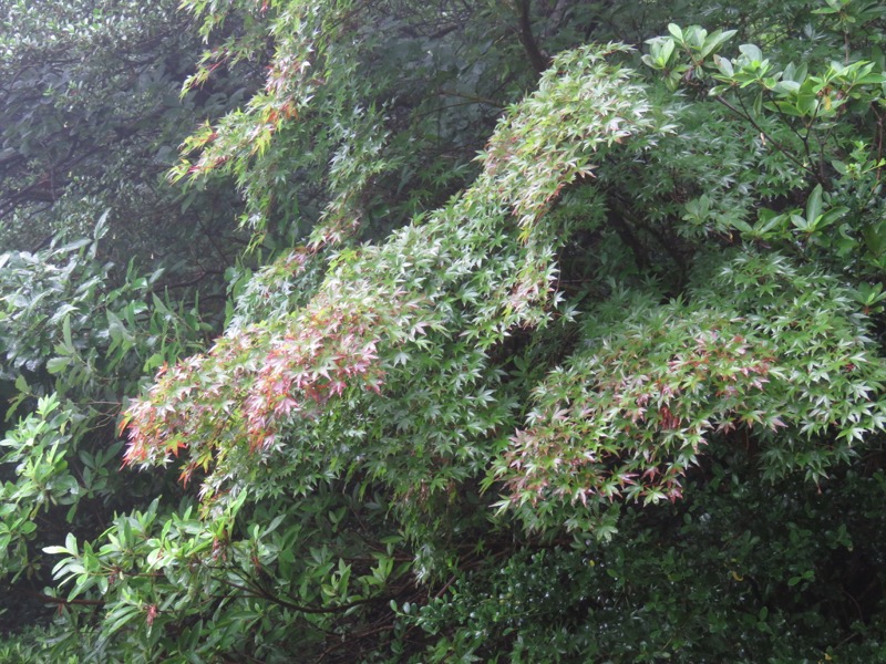 南沢あじさい山登山