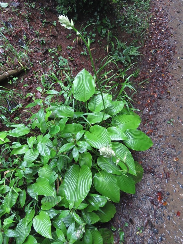 南沢あじさい山登山