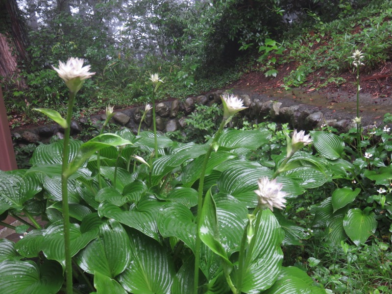南沢あじさい山登山