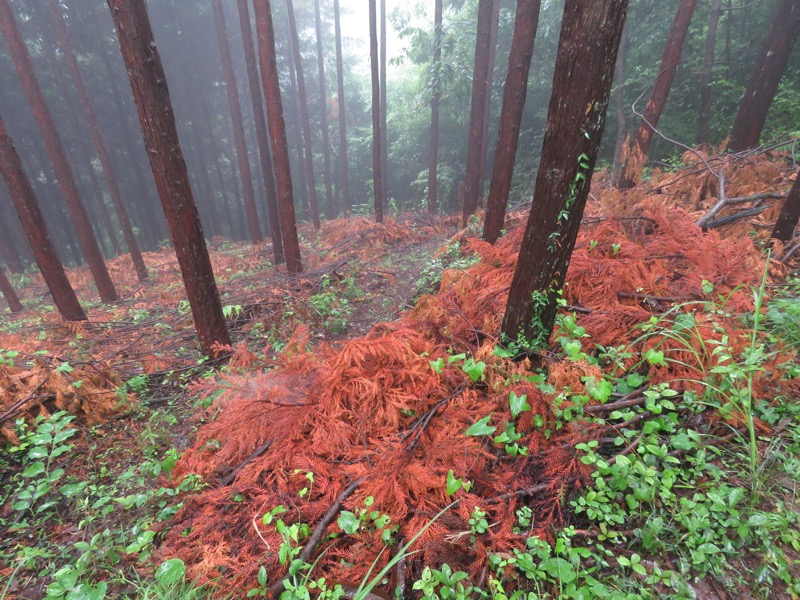 南沢あじさい山登山