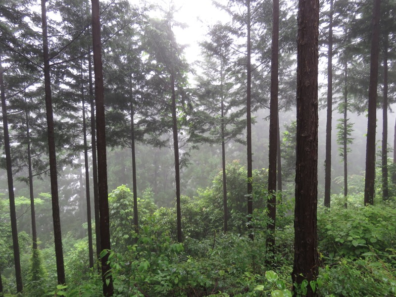 南沢あじさい山登山