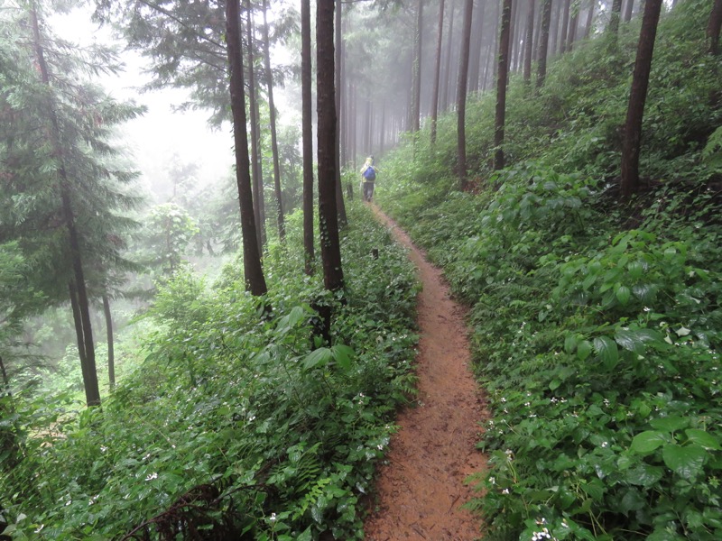 南沢あじさい山登山