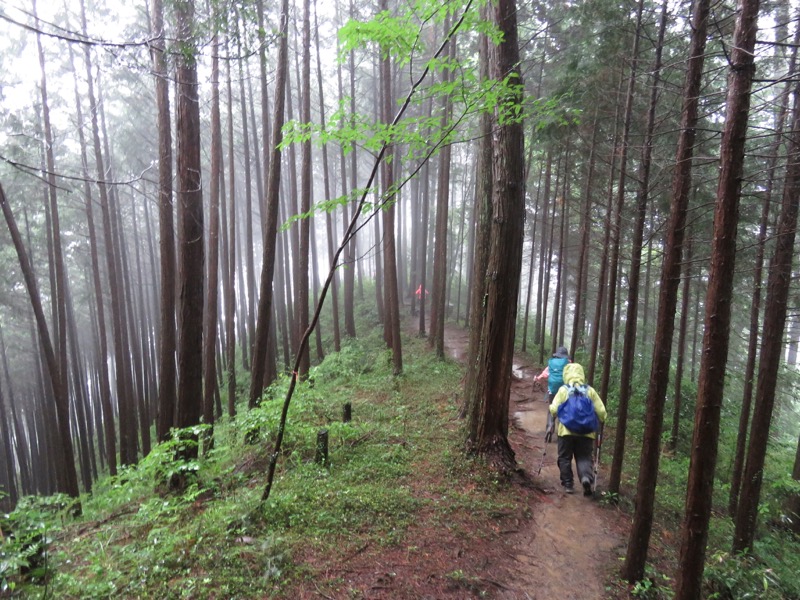 南沢あじさい山登山