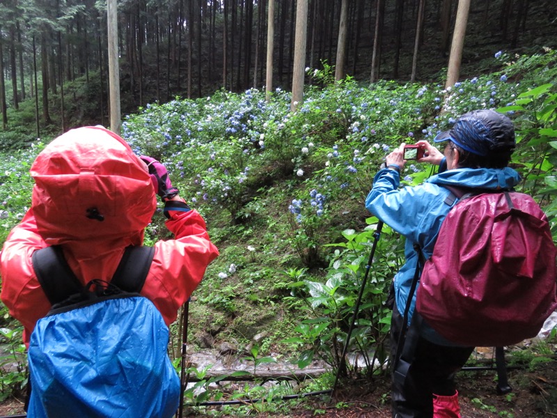 南沢あじさい山登山
