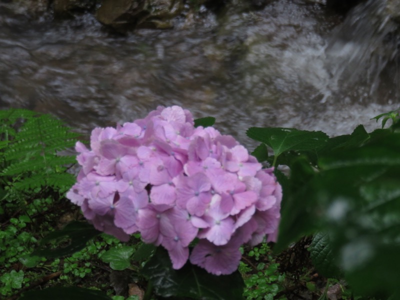 南沢あじさい山登山