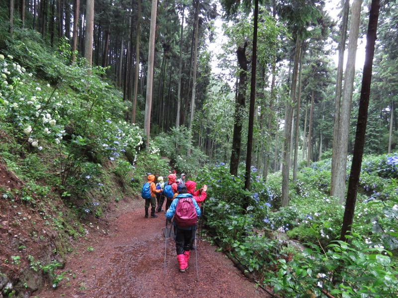 南沢あじさい山登山