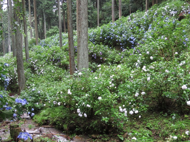 南沢あじさい山登山