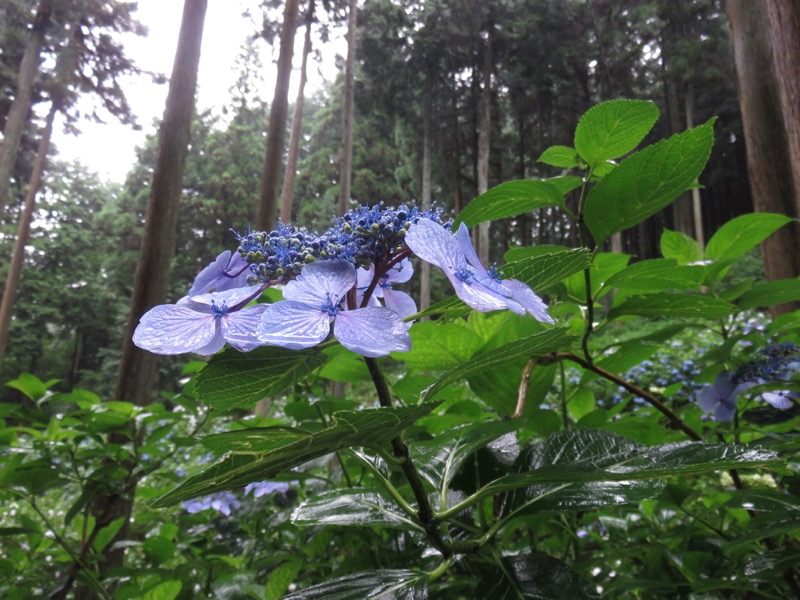 南沢あじさい山登山