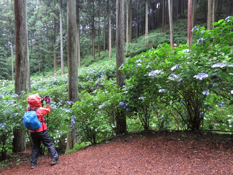 南沢あじさい山登山