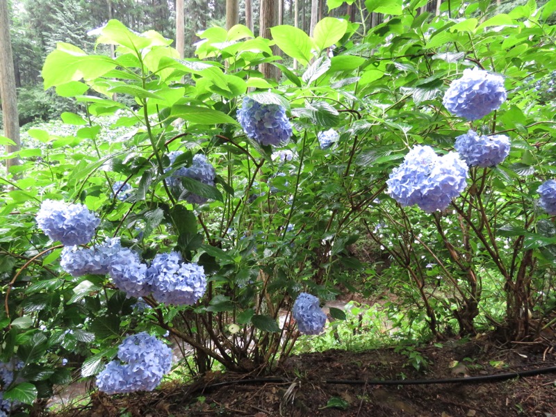 南沢あじさい山登山