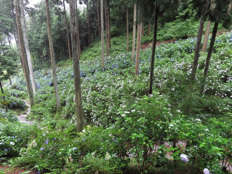 南沢あじさい山登山