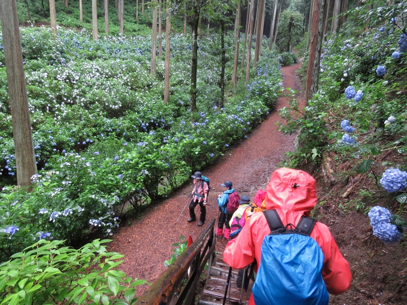 南沢あじさい山登山