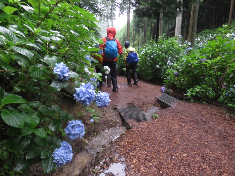 南沢あじさい山登山