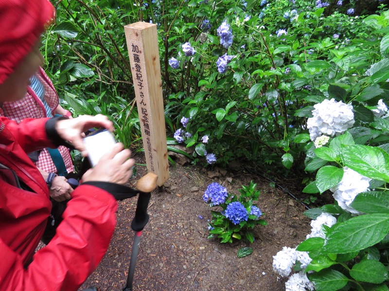 南沢あじさい山登山