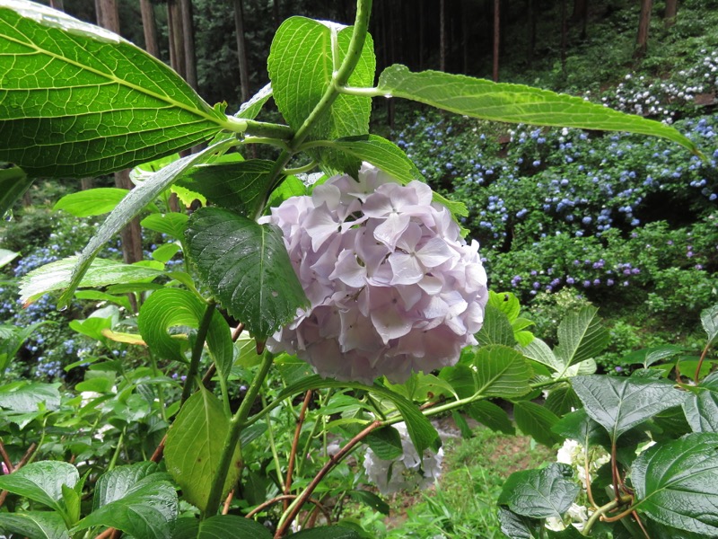 南沢あじさい山登山