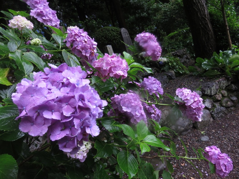 南沢あじさい山登山