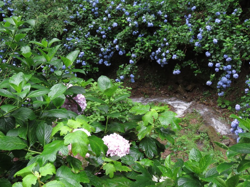 南沢あじさい山登山