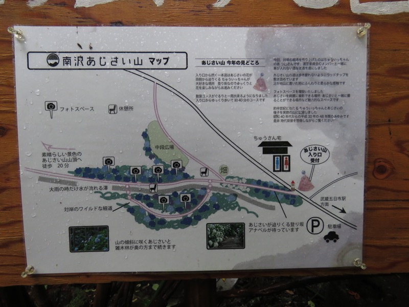 南沢あじさい山登山