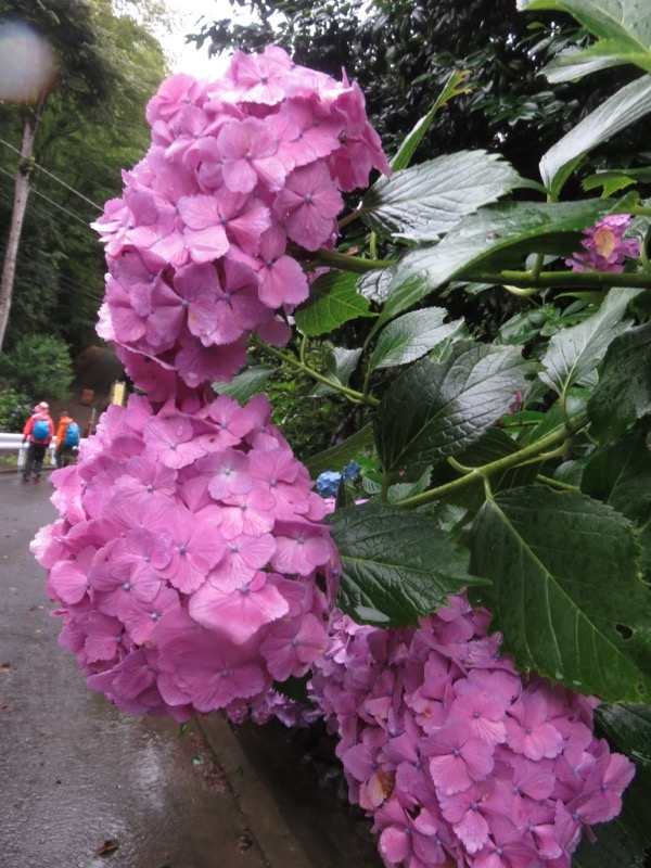 南沢あじさい山登山