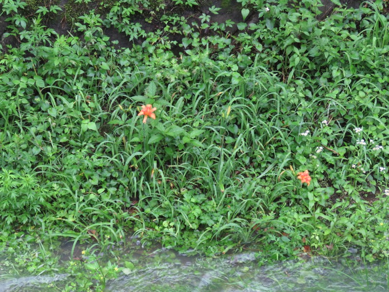 南沢あじさい山登山