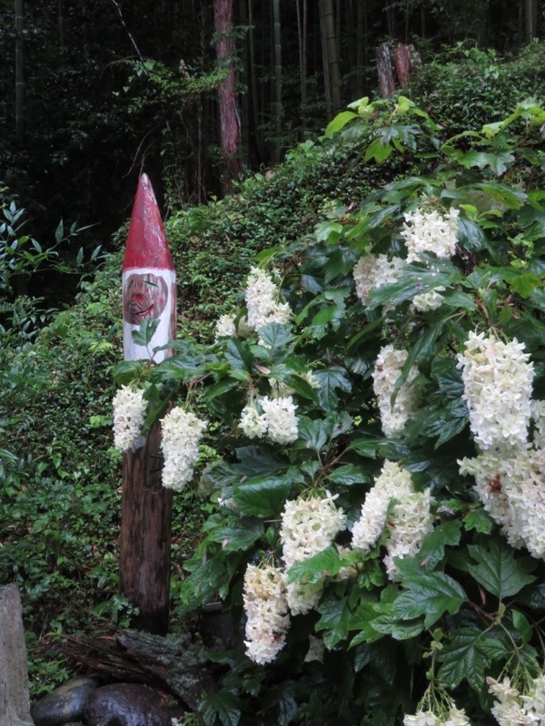南沢あじさい山登山