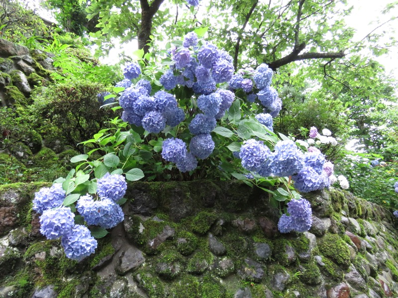 南沢あじさい山登山
