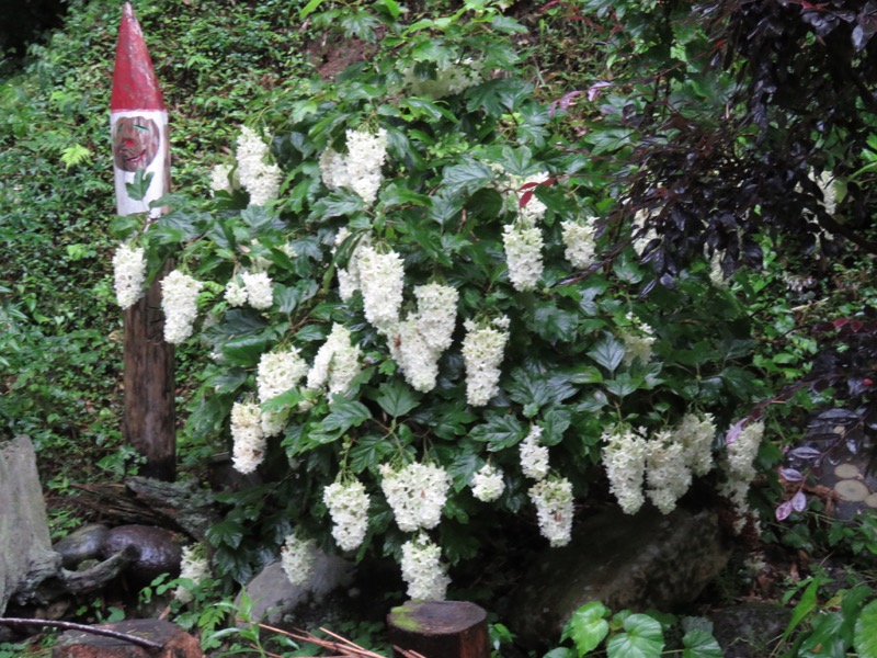 南沢あじさい山登山