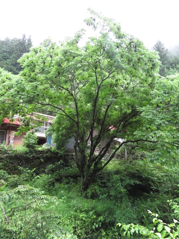 南沢あじさい山登山