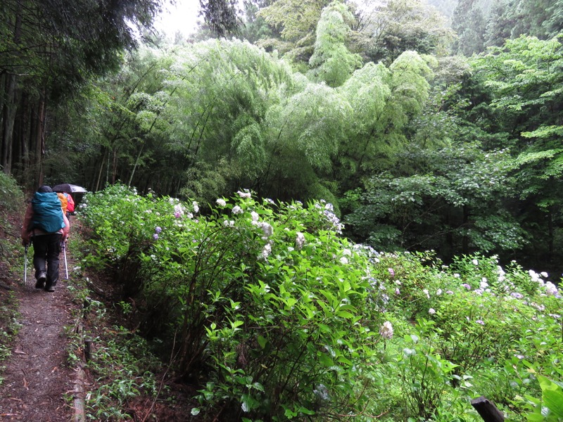 南沢あじさい山登山