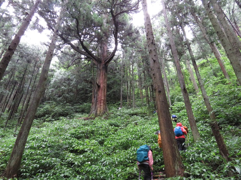 南沢あじさい山登山