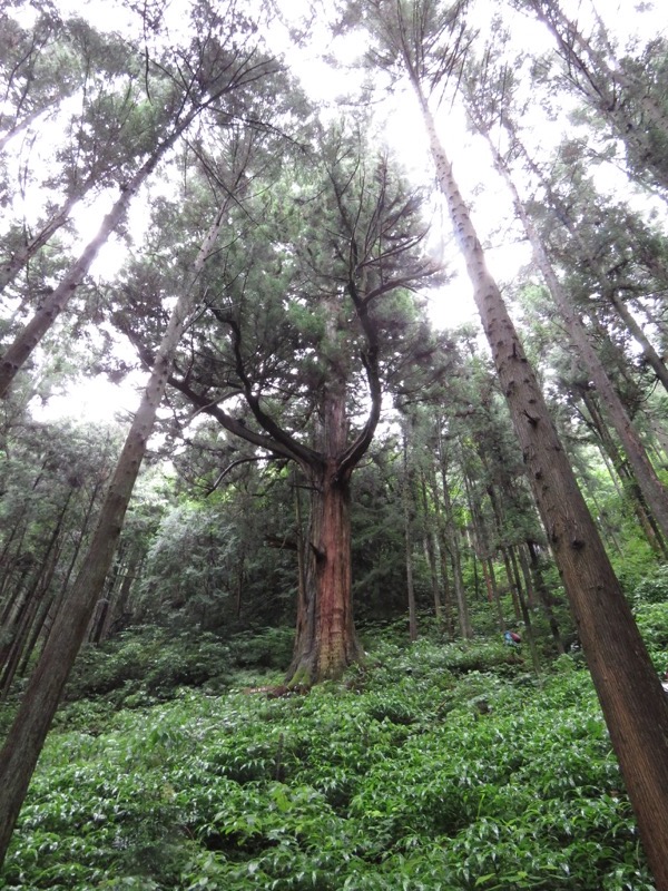 南沢あじさい山登山