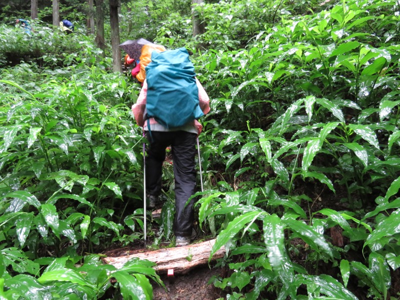 南沢あじさい山登山