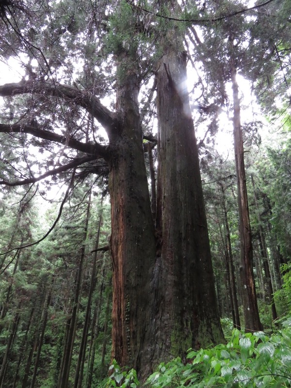 南沢あじさい山登山