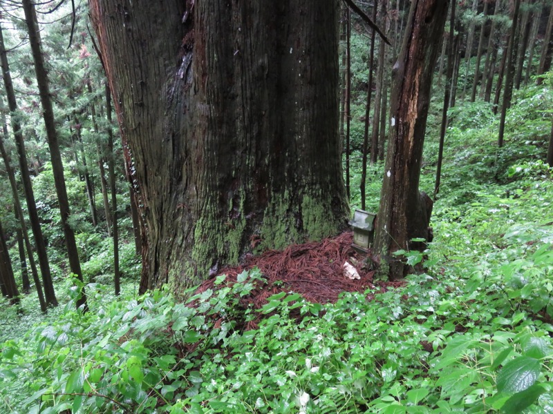 南沢あじさい山登山