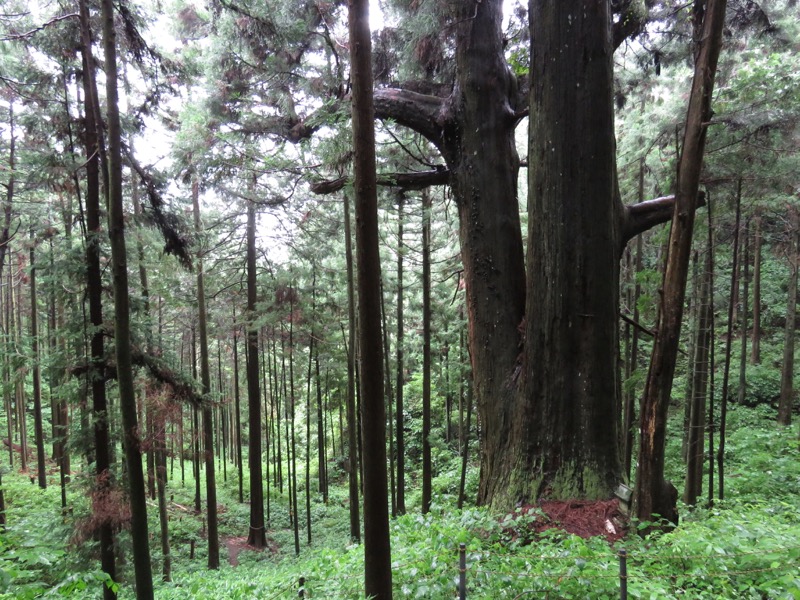 南沢あじさい山登山
